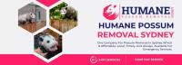 Humane Possum Removal Wollongong image 3